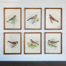 Load image into Gallery viewer, Vintage Bird Framed Prints, Set of 6
