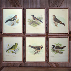 Vintage Bird Framed Prints, Set of 6