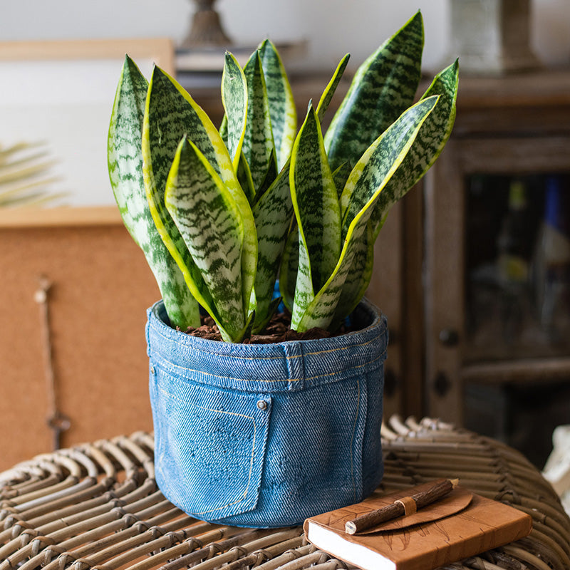 Pants for Plants Blue Jeans Cement Flowerpot