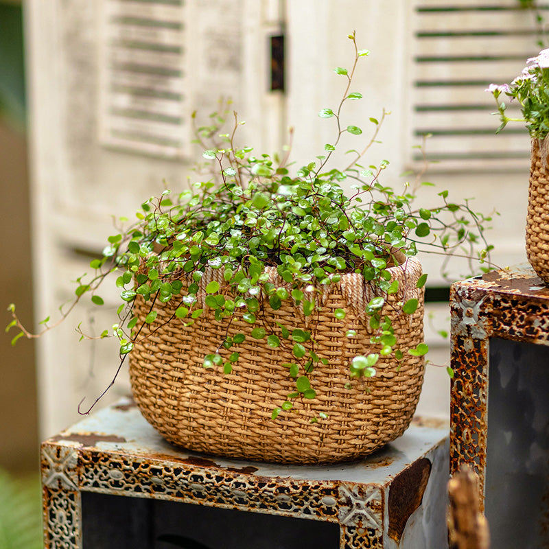 Lady Straw Basket Cement Planter