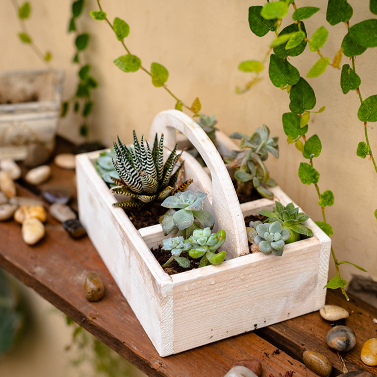 Wooden Desktop Organizer Succulent Planter