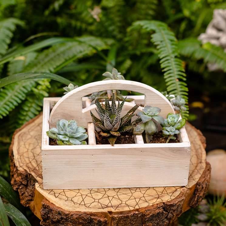 Wooden Desktop Organizer Succulent Planter