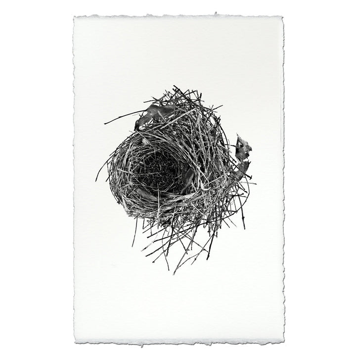 Nest Study #10