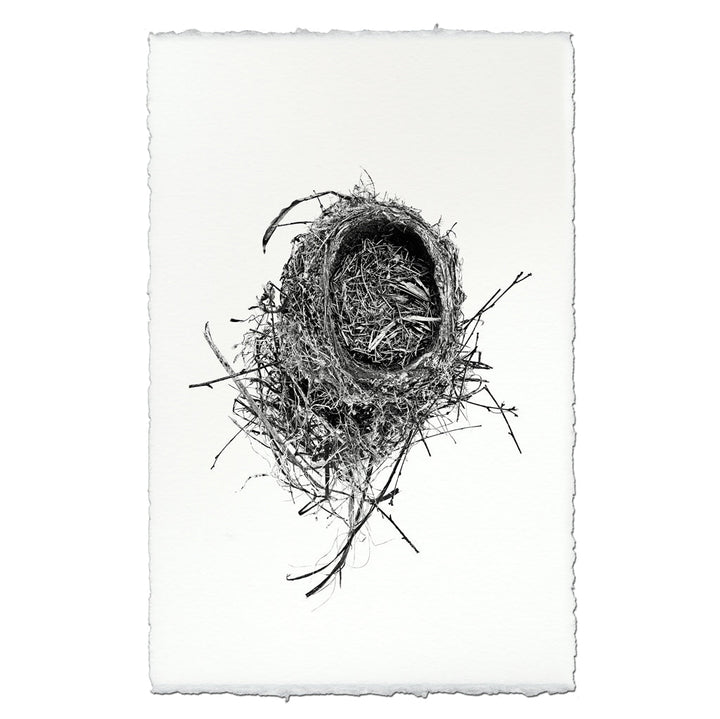 Nest Study #11