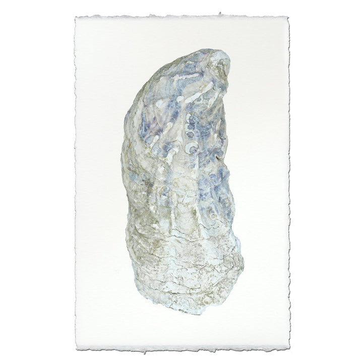 Oyster Study #10