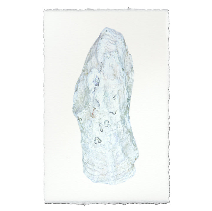 Oyster Study #12