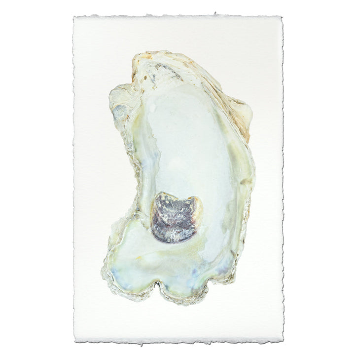 Oyster Study #13