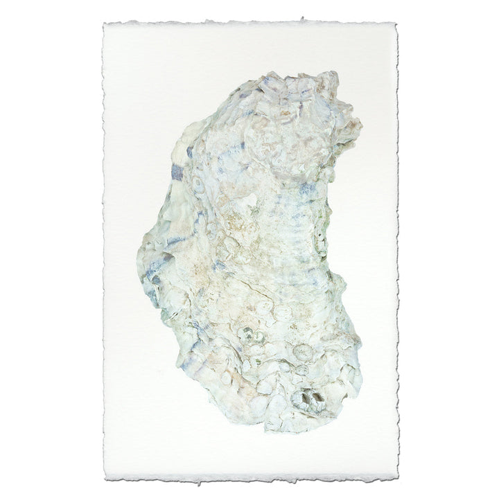 Oyster Study #14