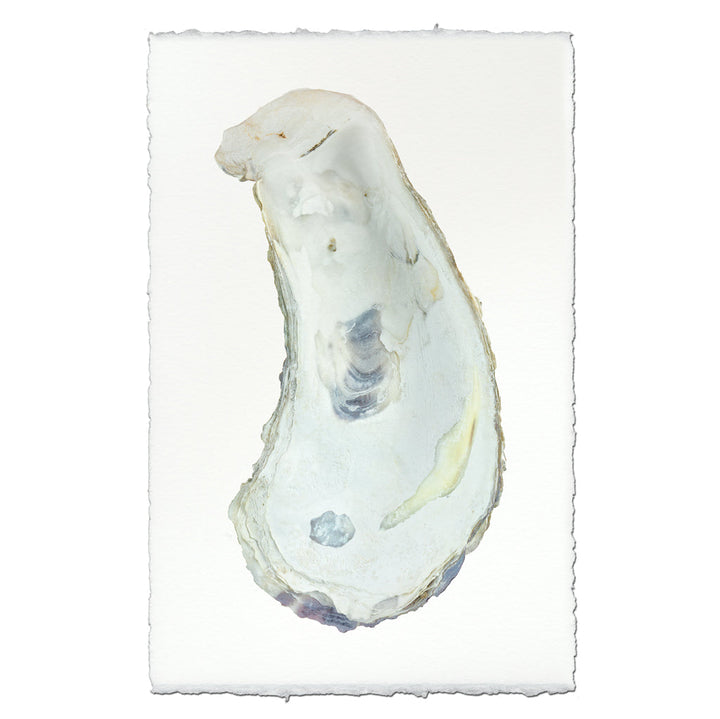 Oyster Study #1