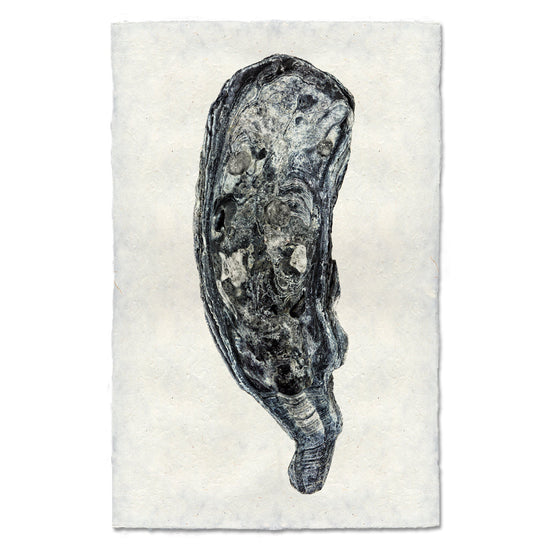 Oyster Study #7