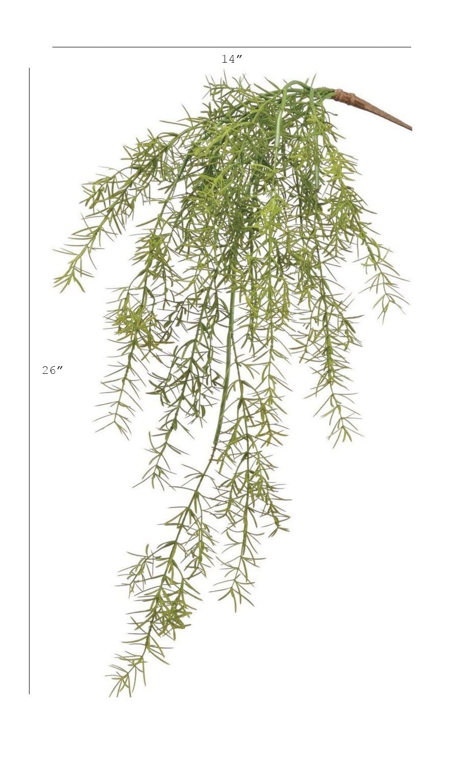 Soft Sprengeri Asparagus Fern Bush, 26"