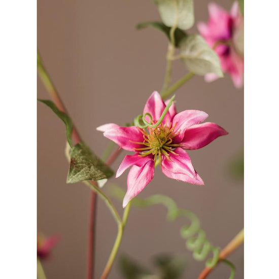 German Clematis Flower Stem in Rose Pink, 40"