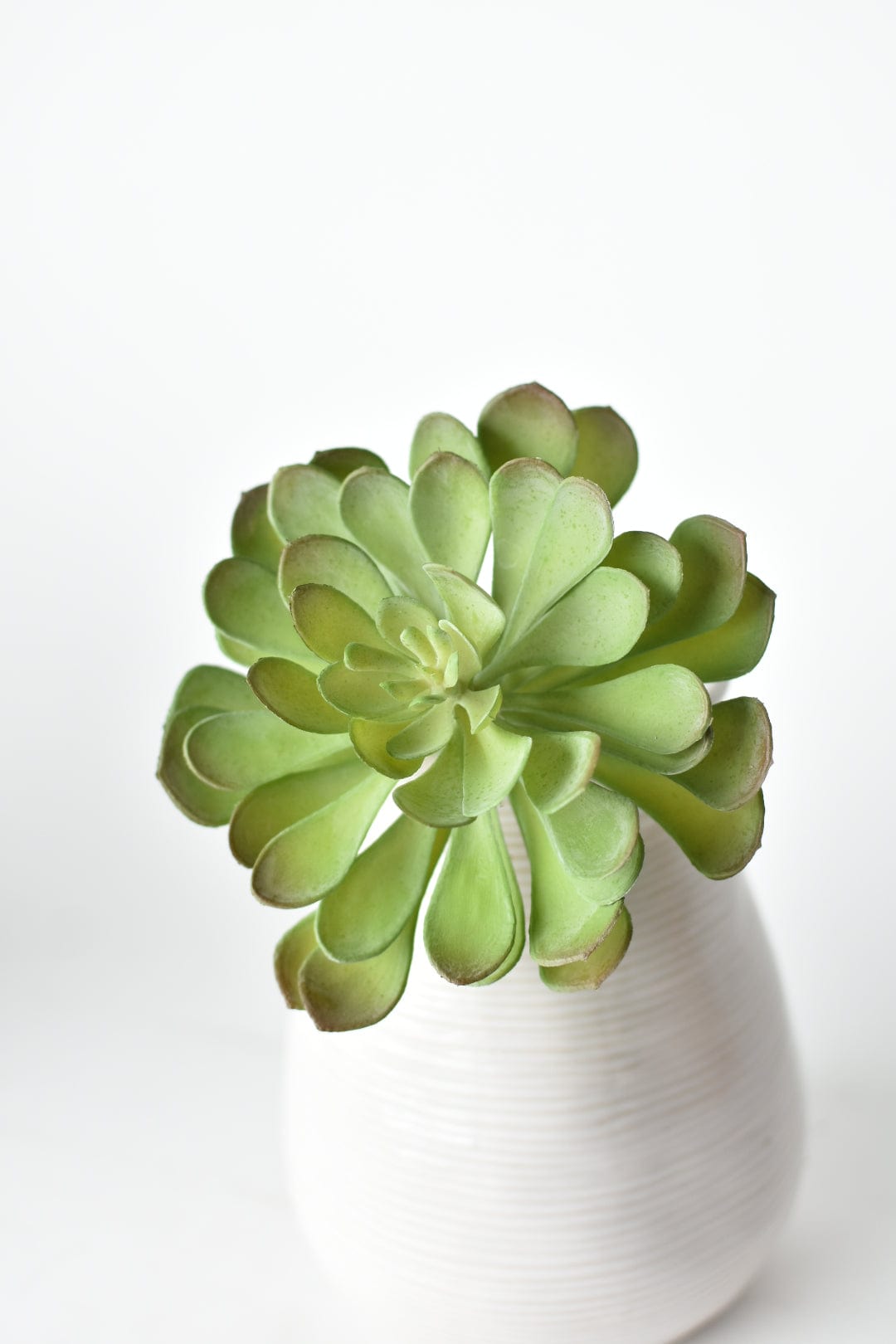 Soft Aeonium Succulent Pick, 6"