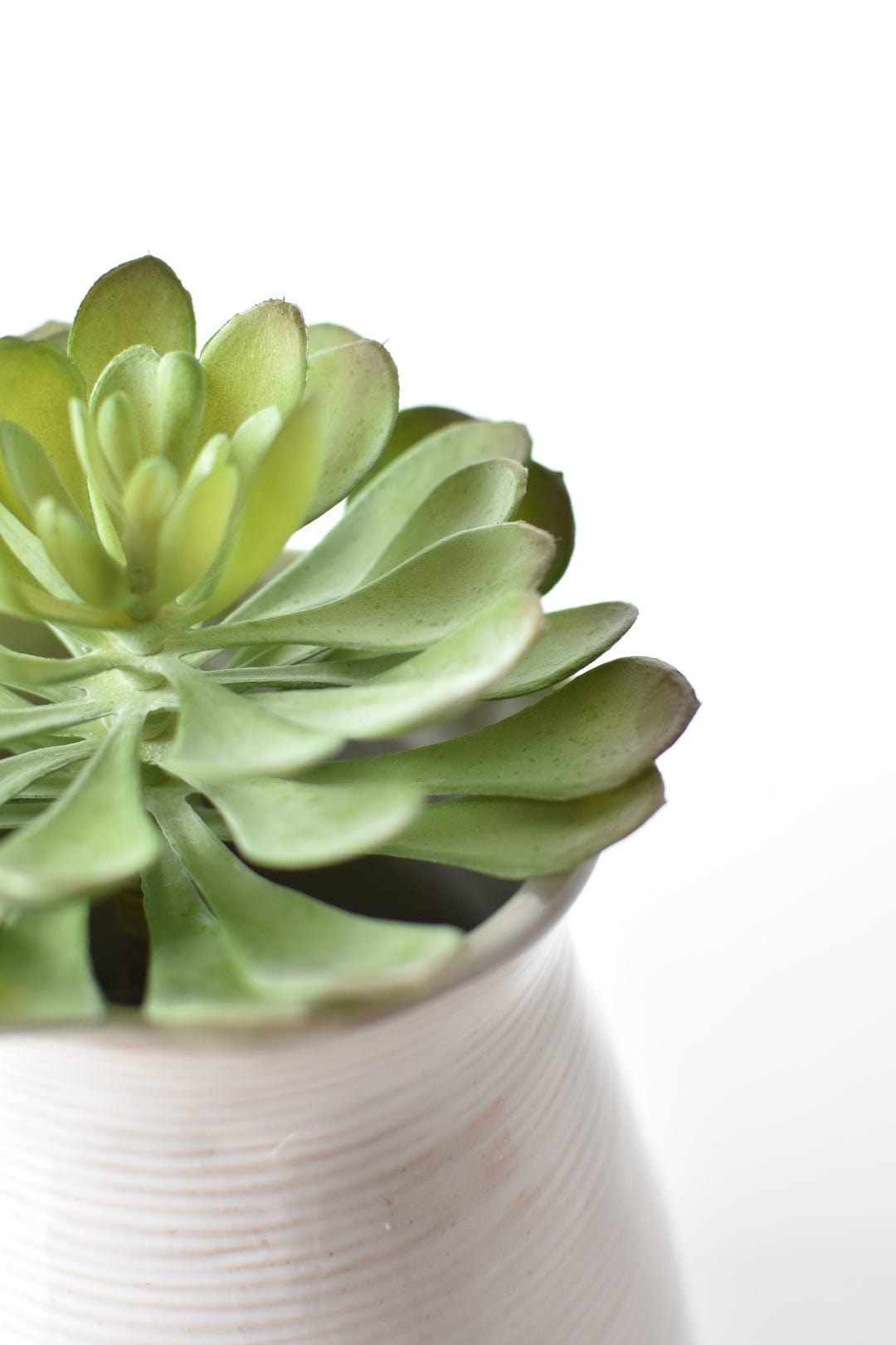 Soft Aeonium Succulent Pick, 6"