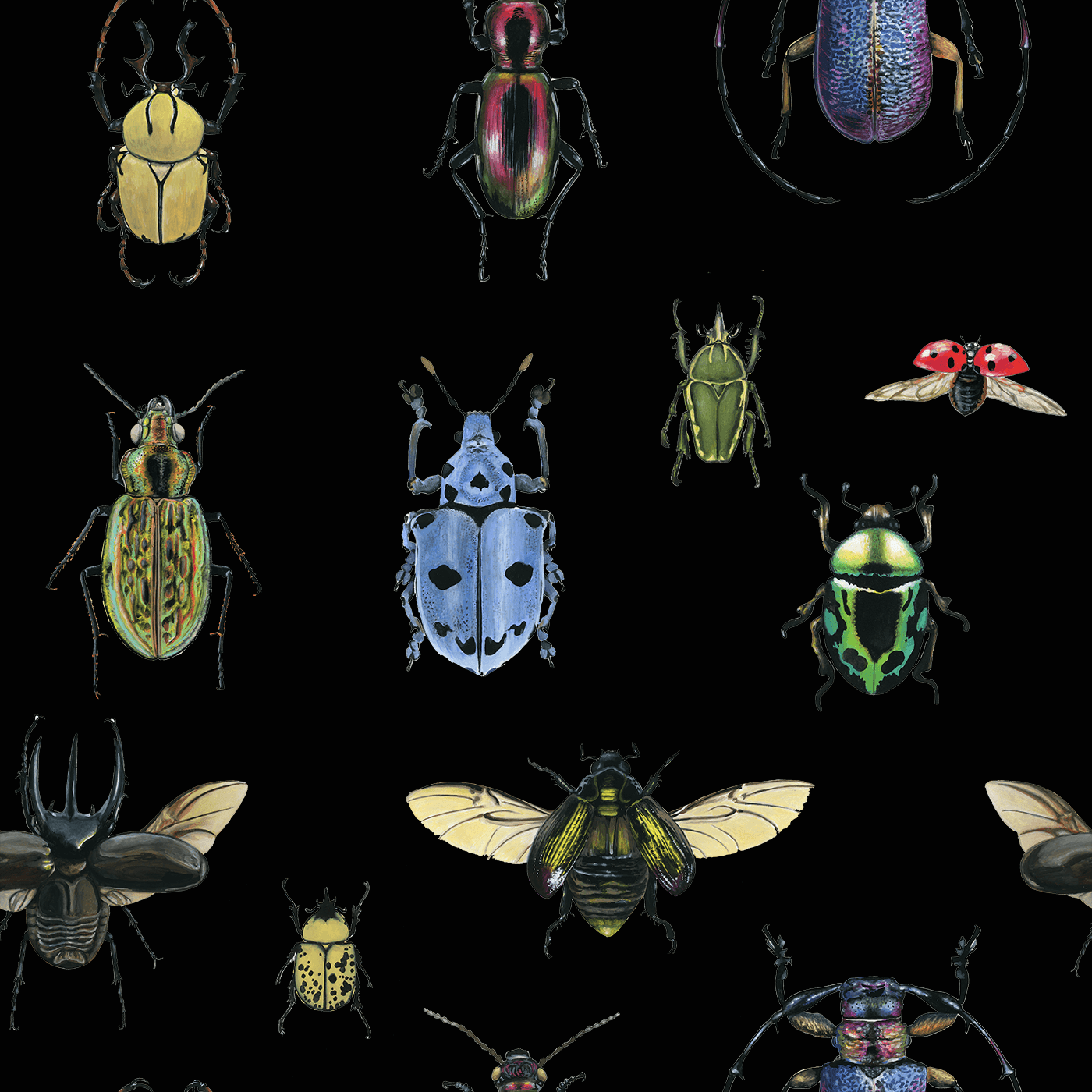 Natural Wonder Beetles in Black