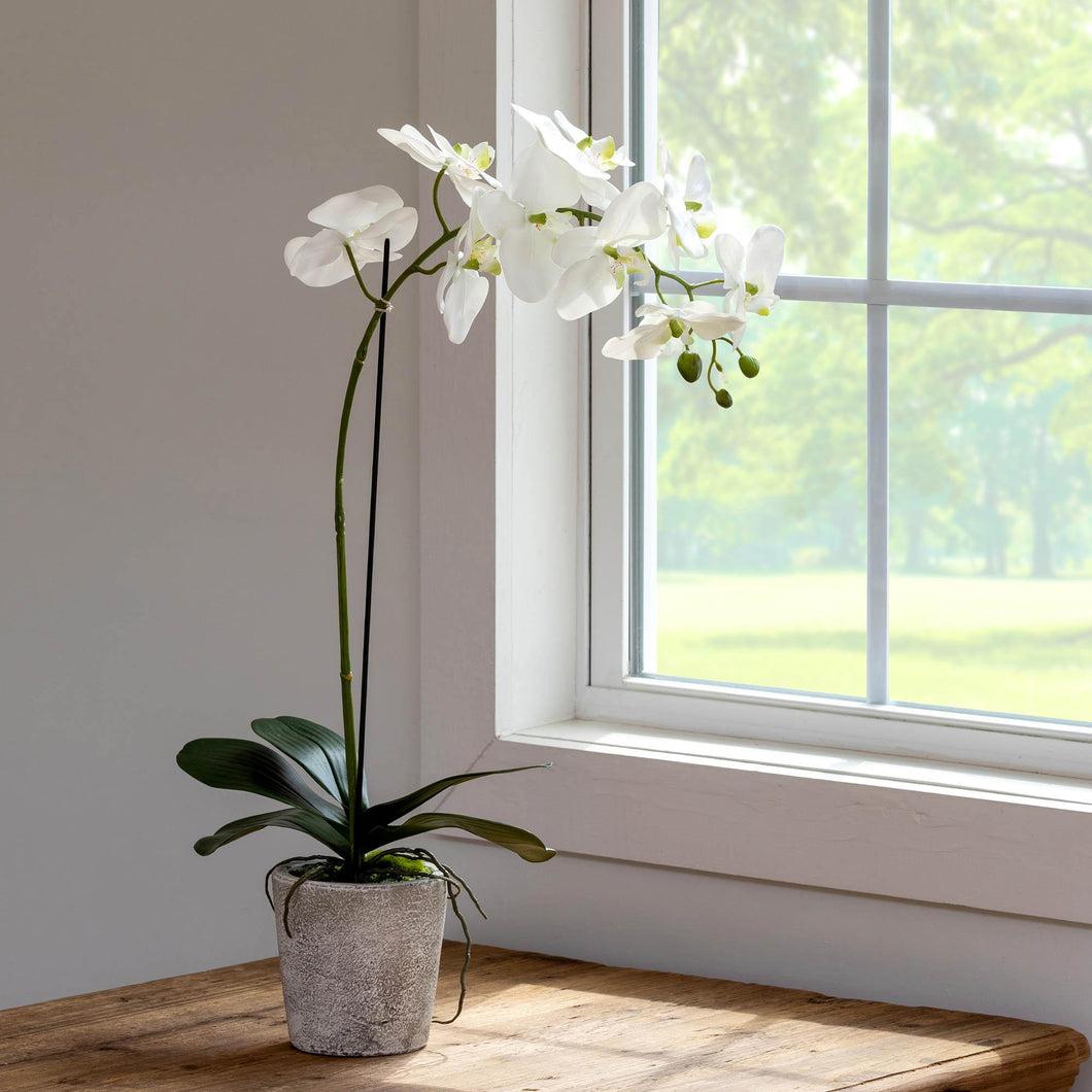 Phalaenopsis Orchid Plant in Concrete Pot, Large
