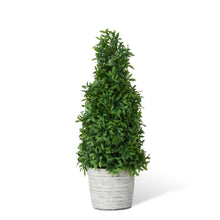 Load image into Gallery viewer, Mountain Savory Cone Topiary, Medium
