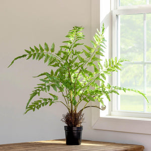 Forest Fern Plant in Growers Pot, Small