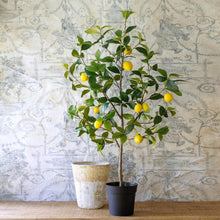 Load image into Gallery viewer, Lemon Tree in Plastic Pot
