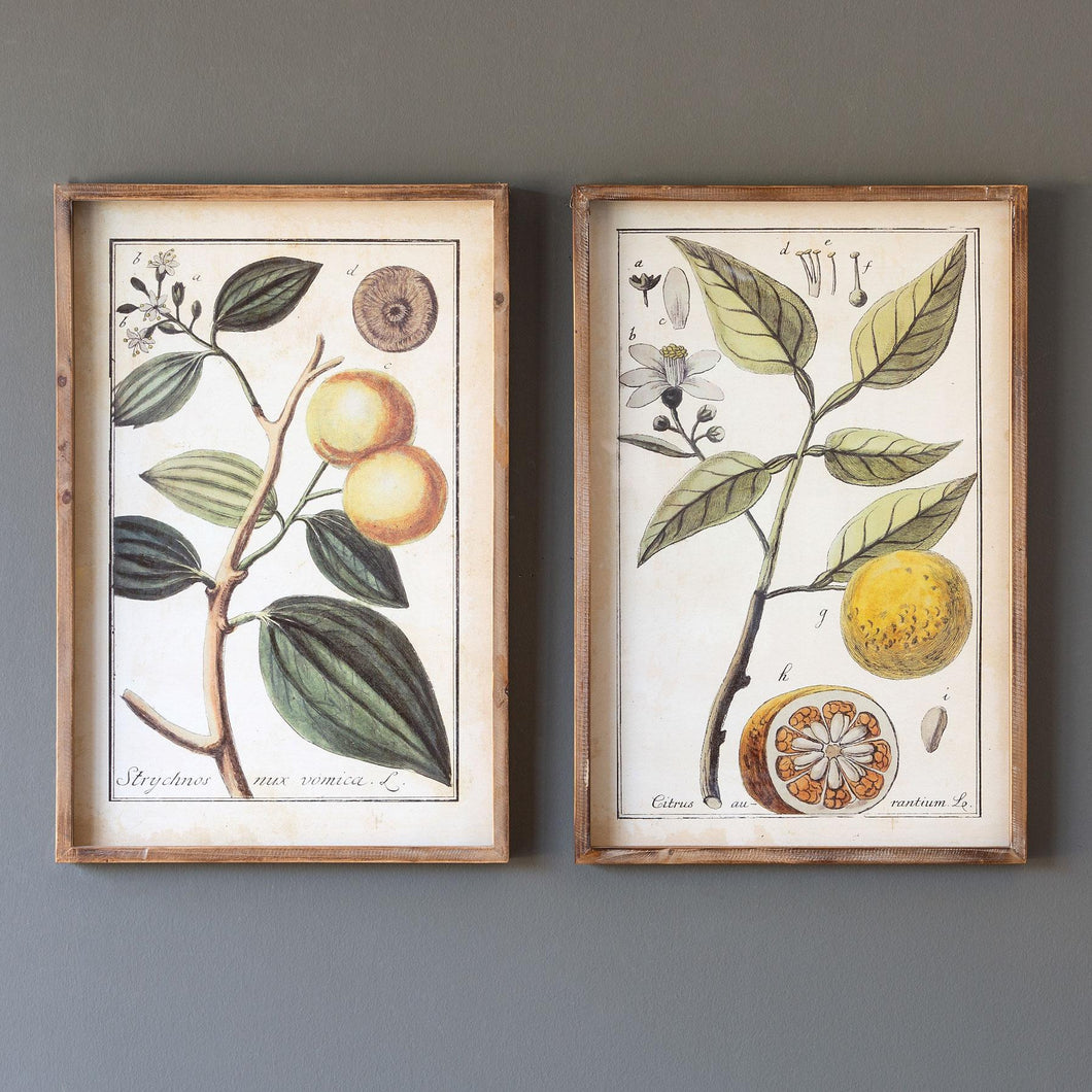 Botanical Study Citrus Prints, 2 Assorted Styles