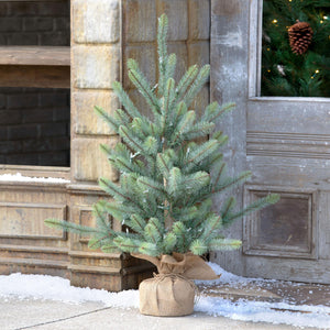 36" Burlap Wrapped Blue Spruce Seedling with LED Battery Lights