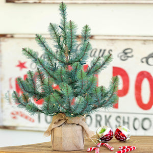 24" Burlap Wrapped Blue Spruce Seedling with LED Battery Lights