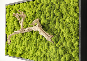 Grapevine Root & Moss Wall Art