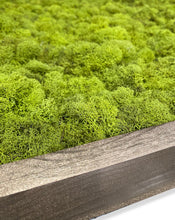 Load image into Gallery viewer, Preserved Reindeer Moss Wall Art
